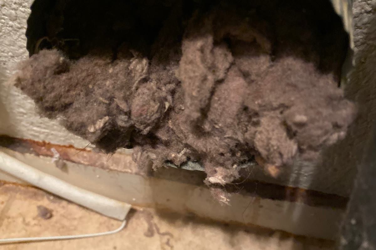 Heavy lint buildup packed inside a clothes dryer exhaust connection.